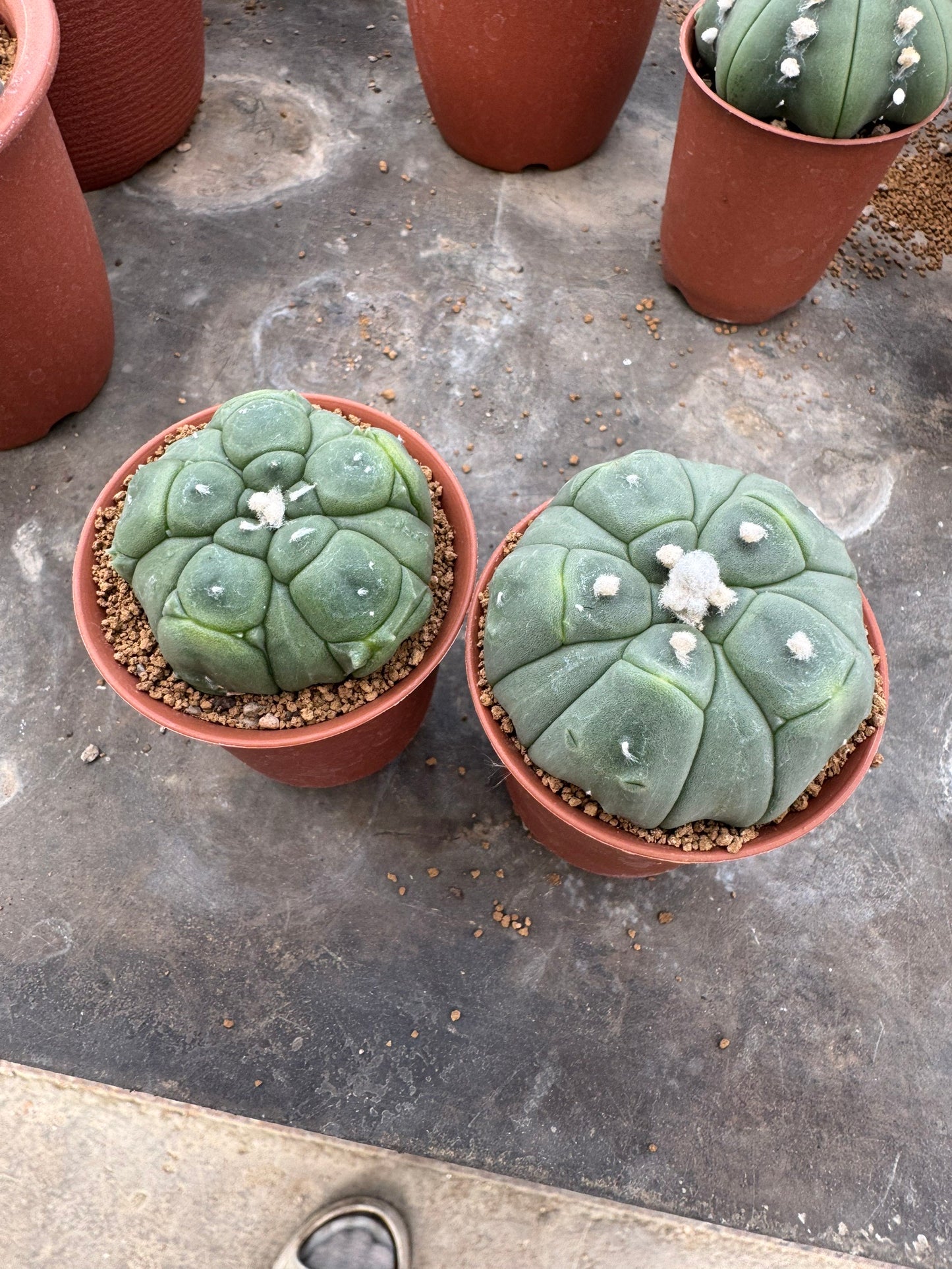 Astrophytum asterias 'Kikko' 5-Ribbed Form – Premium Set of 2
