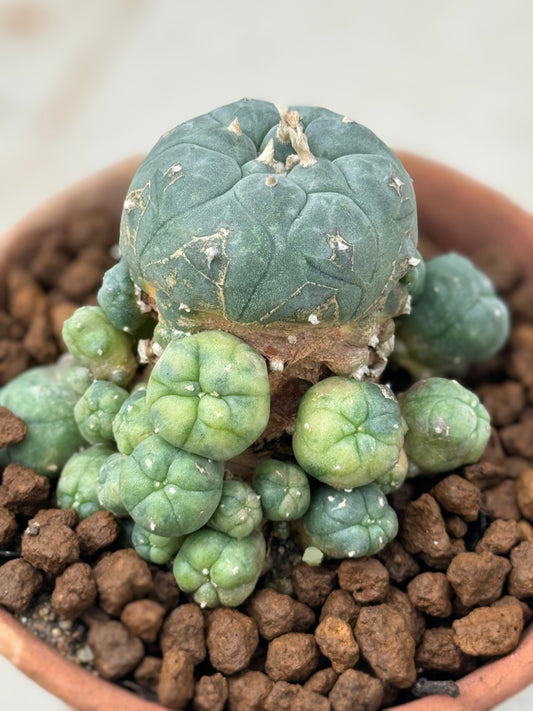 Lophophora williamsii variegata – Peyote Cactus (6–7 cm, Own Root)