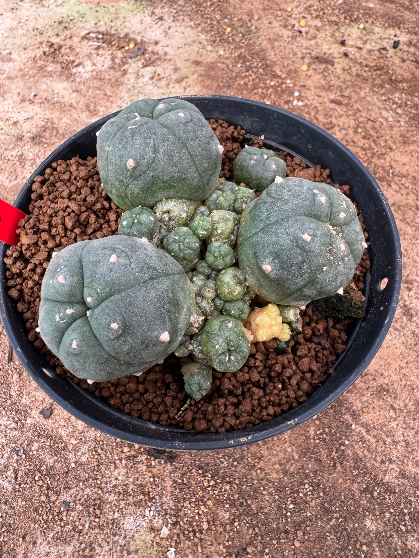 Lophophora williamsii – Peyote Cactus (4-6 cm, Own Root)