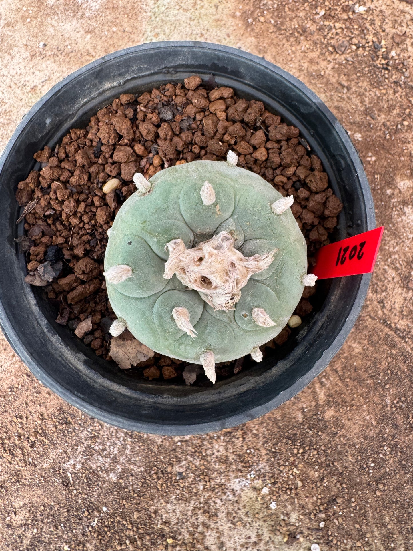 Lophophora williamsii – Peyote Cactus (6–7 cm, Own Root)