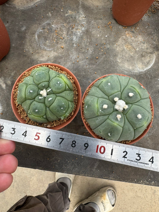Astrophytum asterias 'Kikko' 5-Ribbed Form – Premium Set of 2