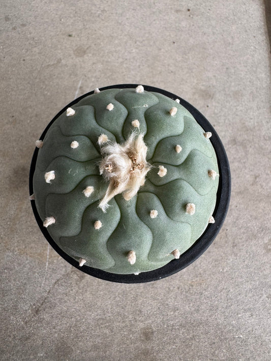 Lophophora fricii 'Multi-Ribs Clone' (Rooted Offshoot) – Premium Form