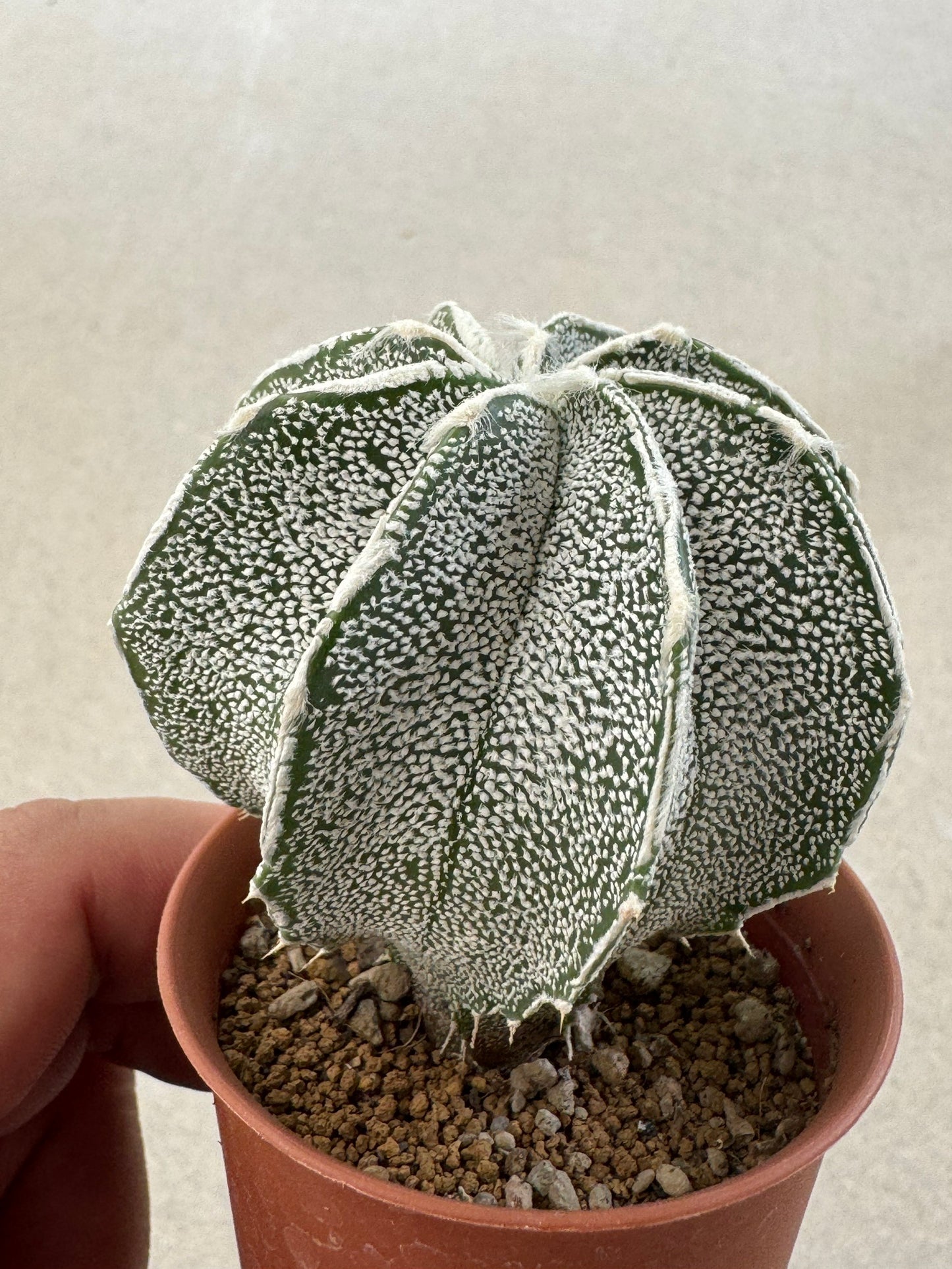 Astrophytum ornatum x coahuilense | Premium Collector's Hybrid