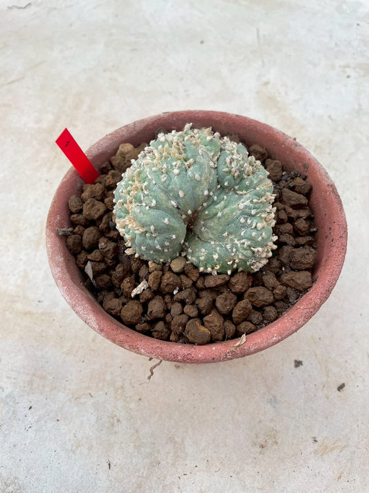 Lophophora Fricii cristata size 6-7 cm own root