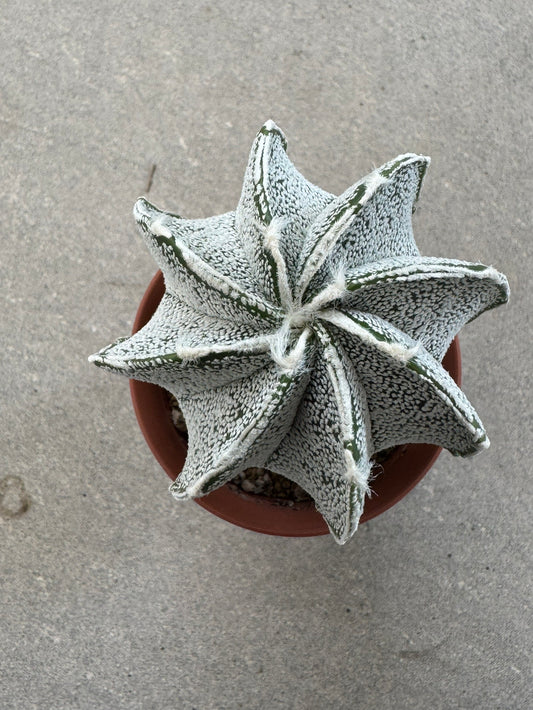 Astrophytum ornatum x coahuilense | Premium Collector's Hybrid
