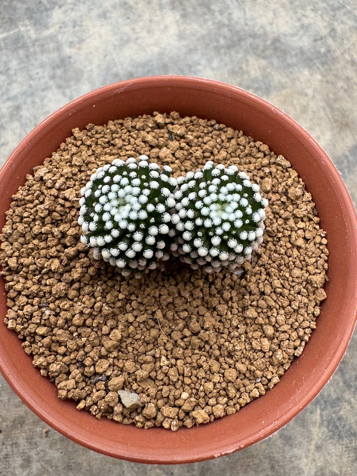 Mammillaria luethyi Double Head | Premium Seedling Cactus (3-4 cm)