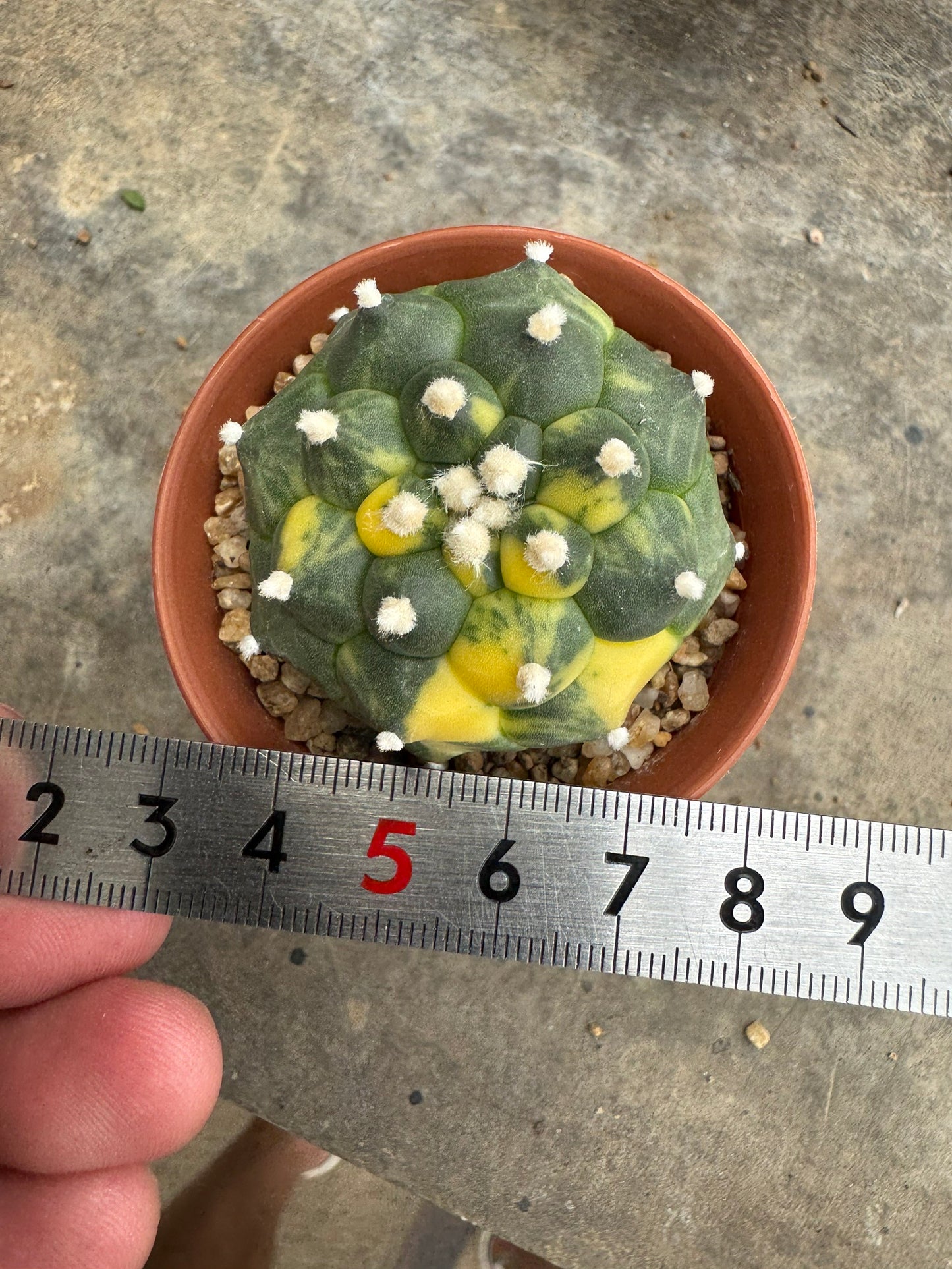 Rare Astrophytum asterias nudum 'Kikko' (Seed-Grown) – Premium Collector's Cactus