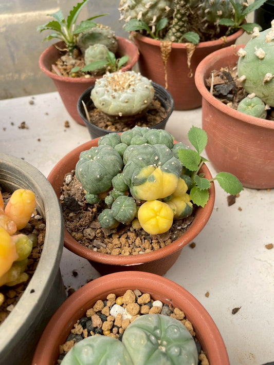 Lophophora Williamsii Variegata | Own Root | Size 6-7 cm | Rare Cactus