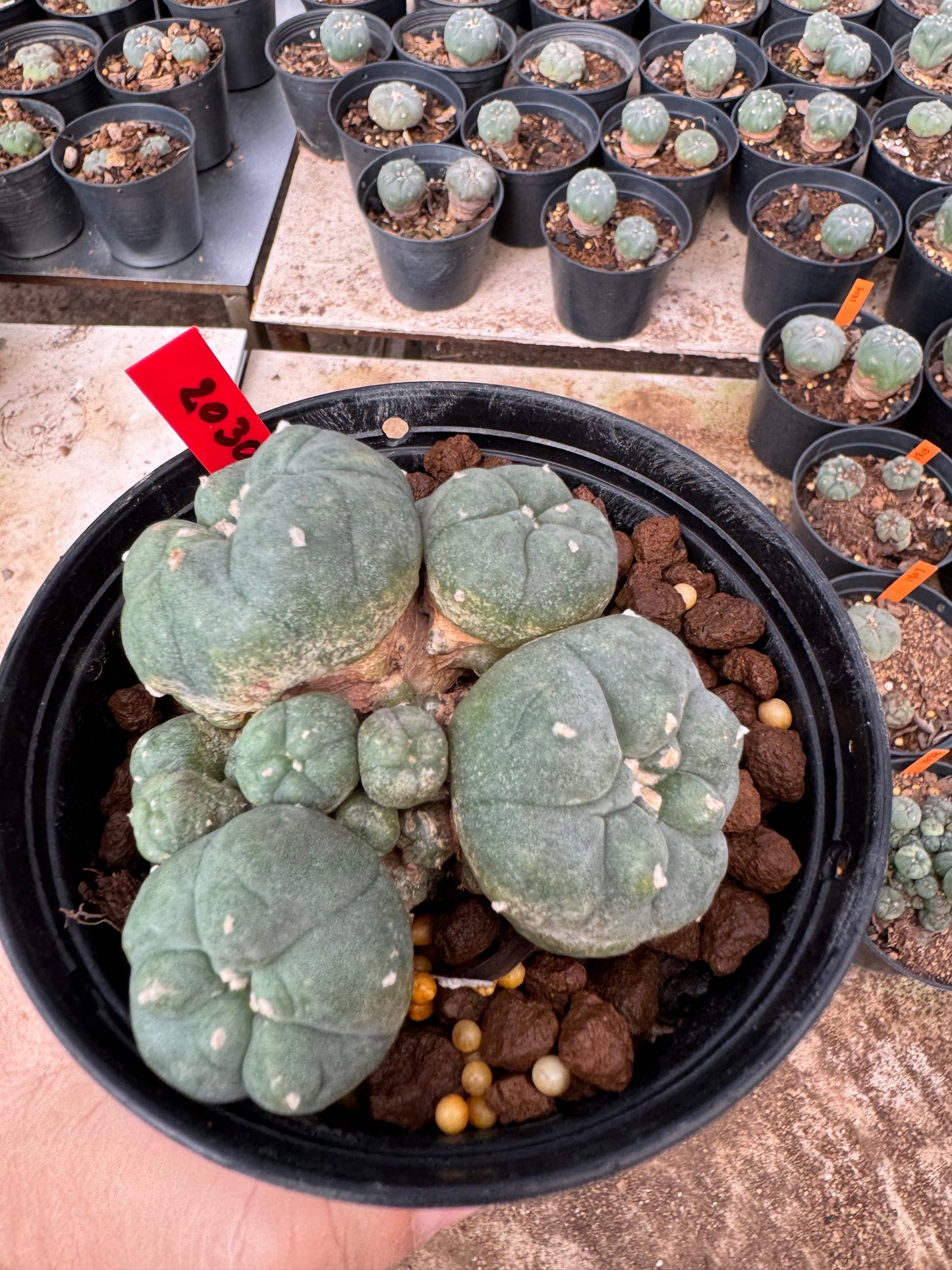 Lophophora williamsii – Peyote Cactus (6–7 cm, Own Root)