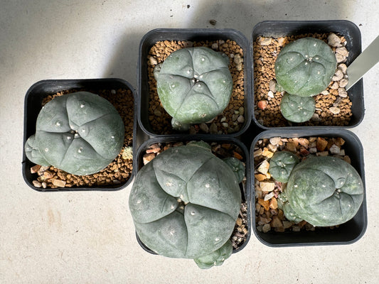 Lophophora williamsii – Peyote Cactus (6–7 cm, Own Root)