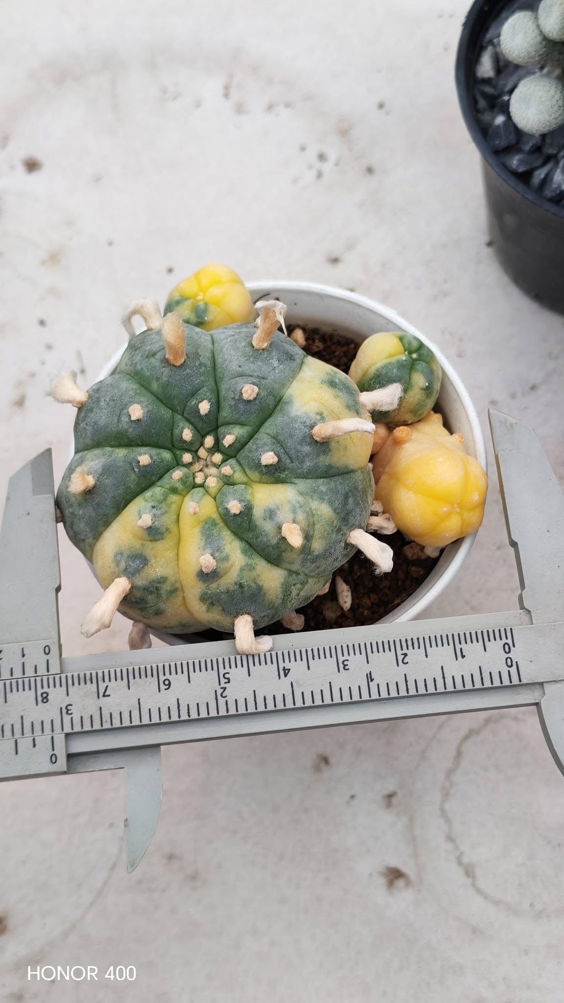 Lophophora williamsii variegated– Peyote Cactus (Seed Grown, 3-3.5 cm, Own Root) 15 years old