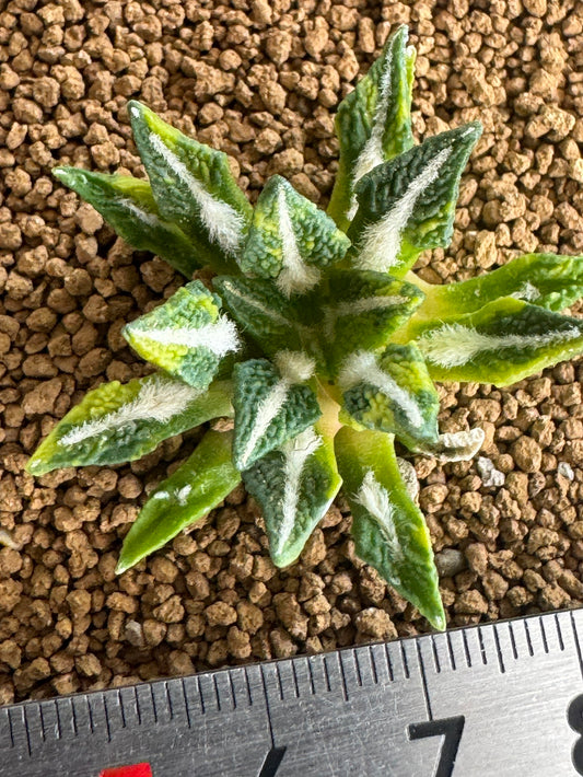 Ariocarpus kotschoubeyanus Variegated | Exquisite Star-Shaped Living Rock