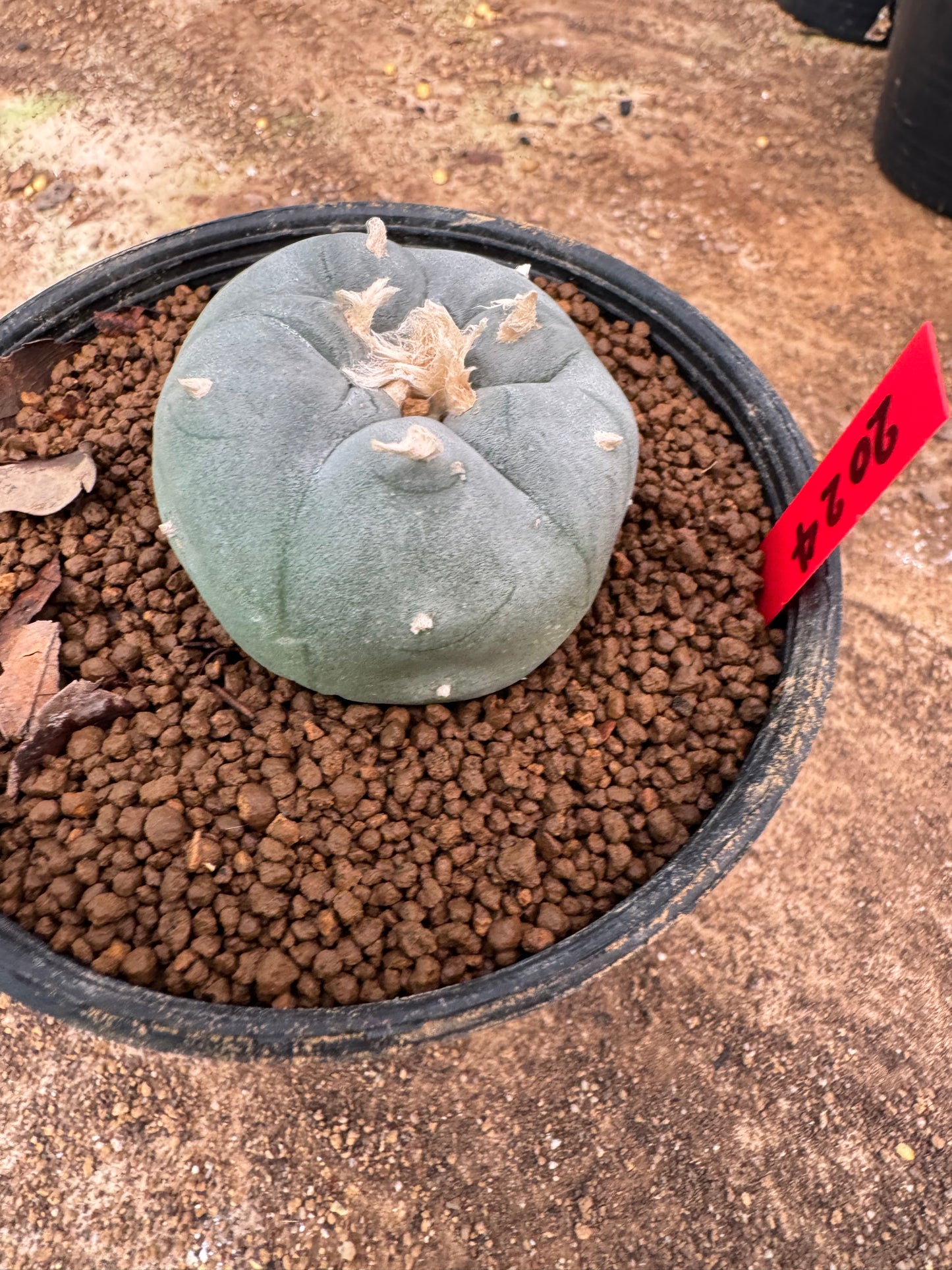 Lophophora williamsii – Peyote Cactus (6–7 cm, Own Root)