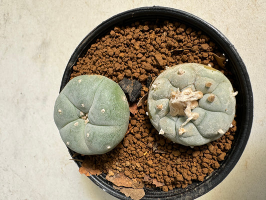 Lophophora williamsii – Peyote Cactus (6–7 cm, Own Root)