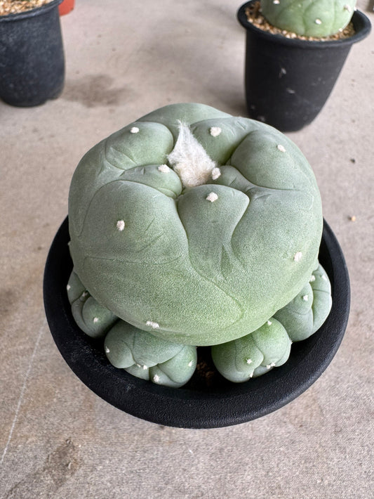Rare Seed-Grown Lophophora diffusa | Premium Established Seedling (Own Roots) (Copy)