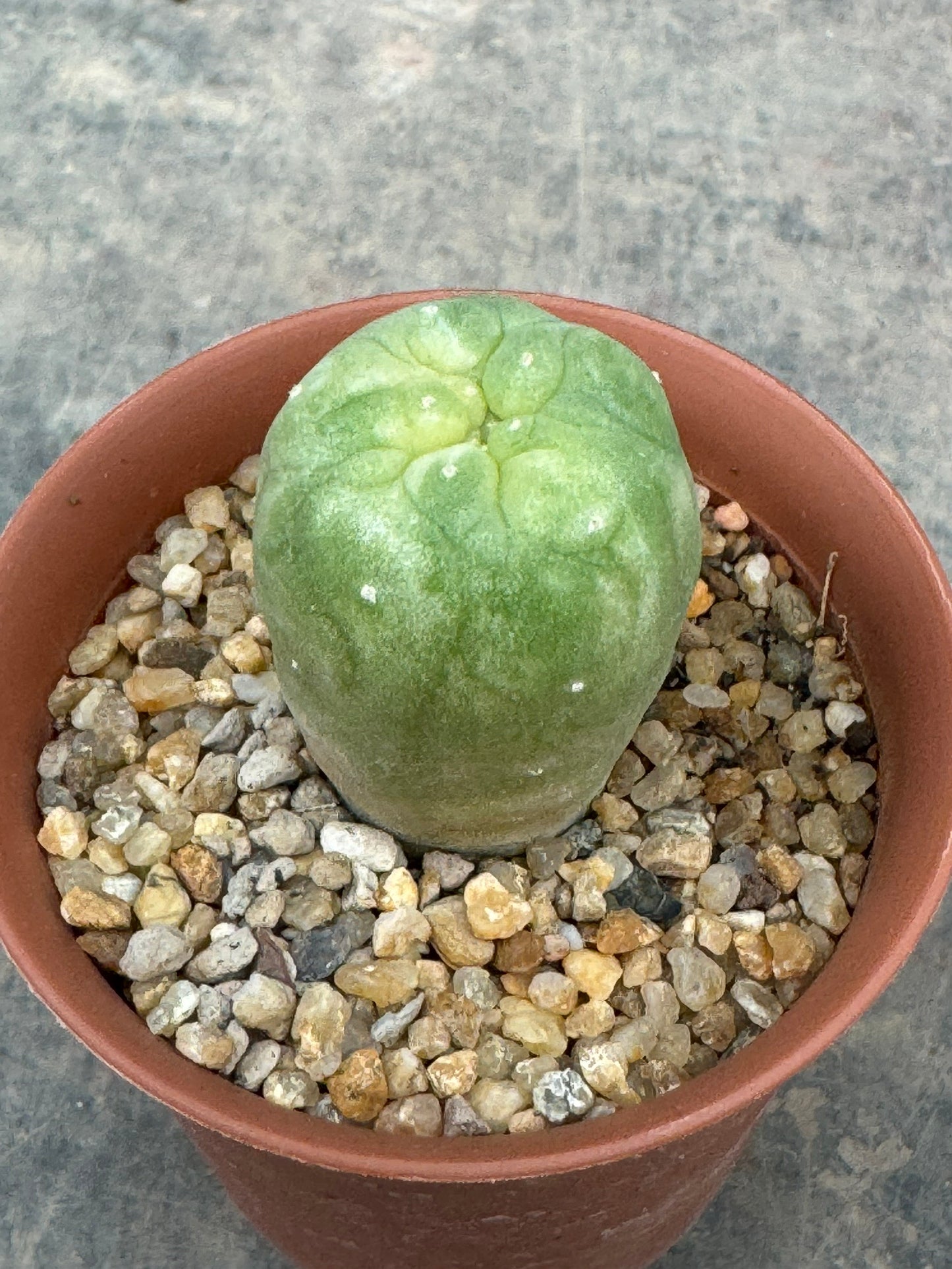 Lophophora williamsii variegate – Peyote Cactus (Seed Grown, 2-3 cm, Own Root) 7 years old