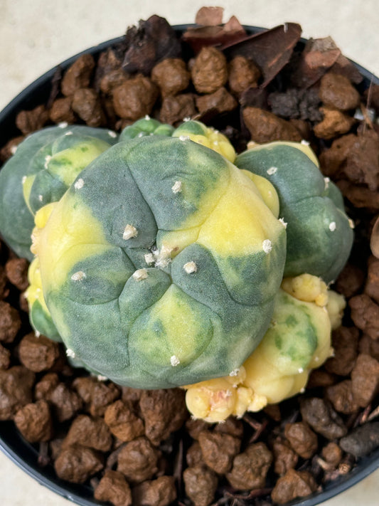 Lophophora williamsii variegata – Peyote Cactus (6–7 cm, Own Root)