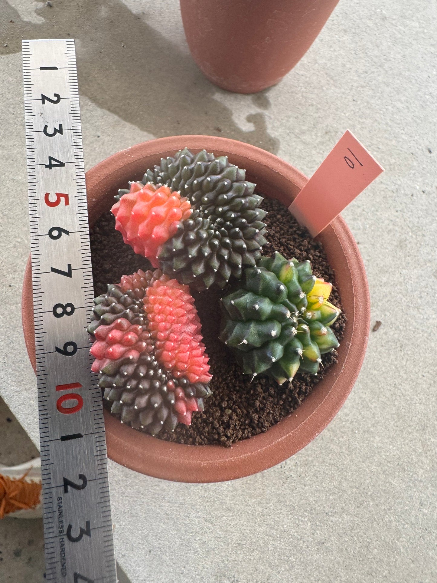 Gymnocalycium Cristata Variegated | Spineless & Seed-Grown Premium Cactus (Copy)