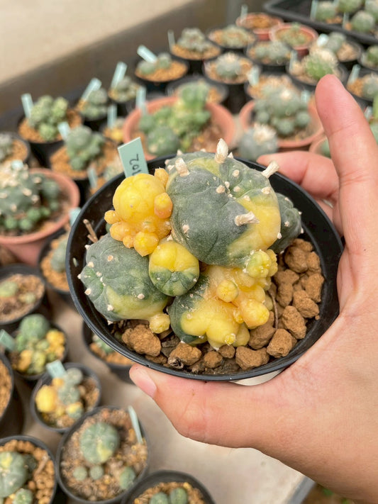 Lophophora Williamsii Variegata | Own Root | Size 6-7 cm | Rare Cactus