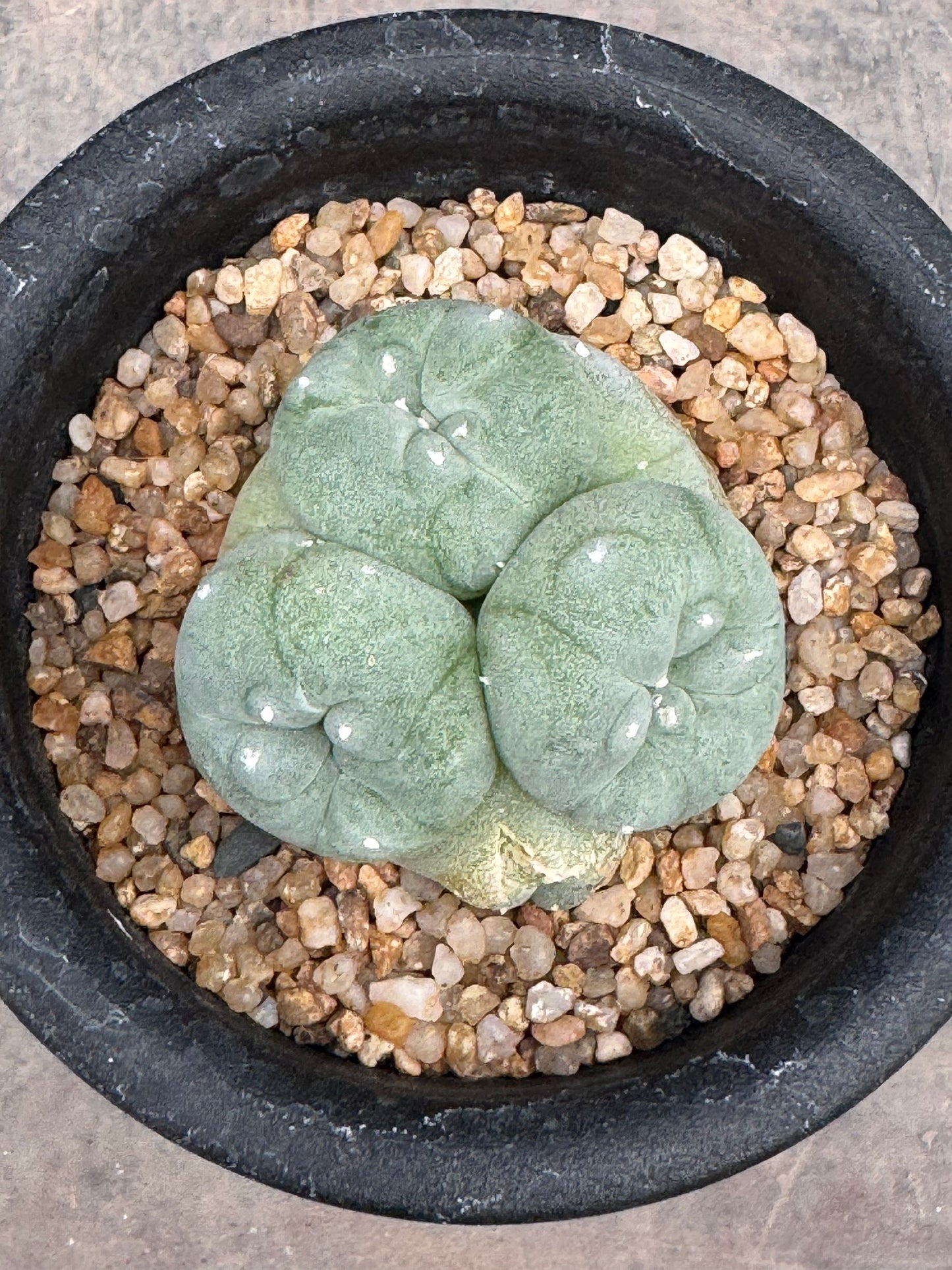 Lophophora williamsii – Peyote Cactus (Seed Grown, 3-3.5 cm, Own Root) 8 years old