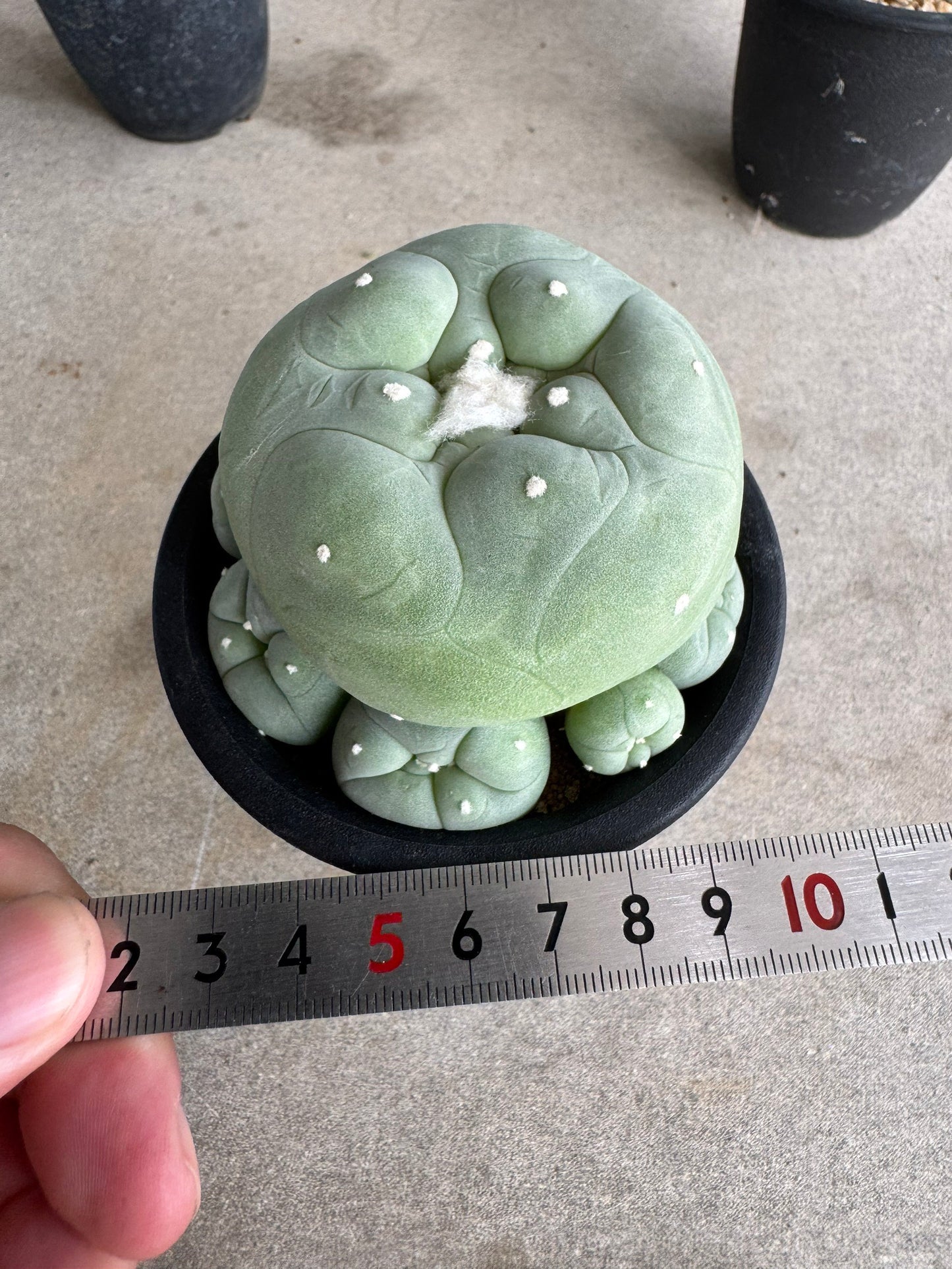 Rare Seed-Grown Lophophora diffusa | Premium Established Seedling (Own Roots) (Copy)