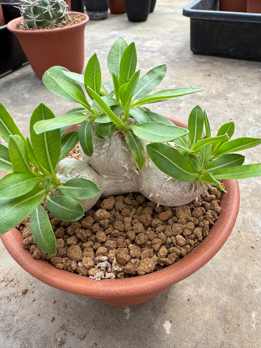 Pachypodium brevicaule (Seed-Grown) – Rare Caudiciform Plant