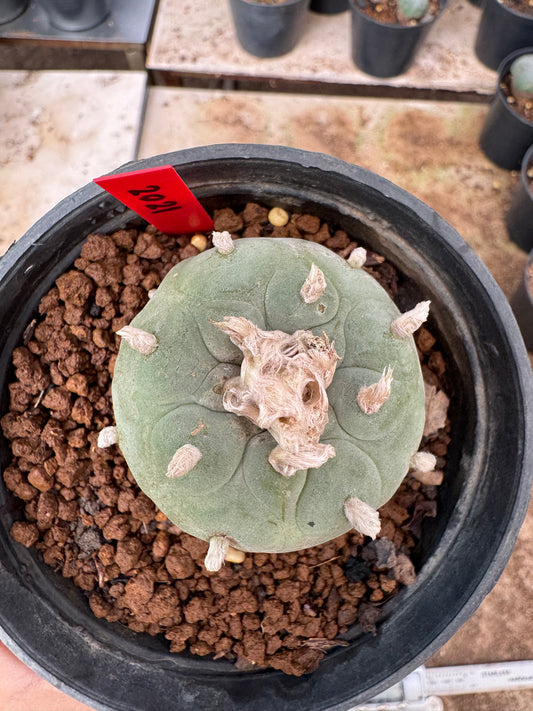 Lophophora williamsii – Peyote Cactus (6–7 cm, Own Root)