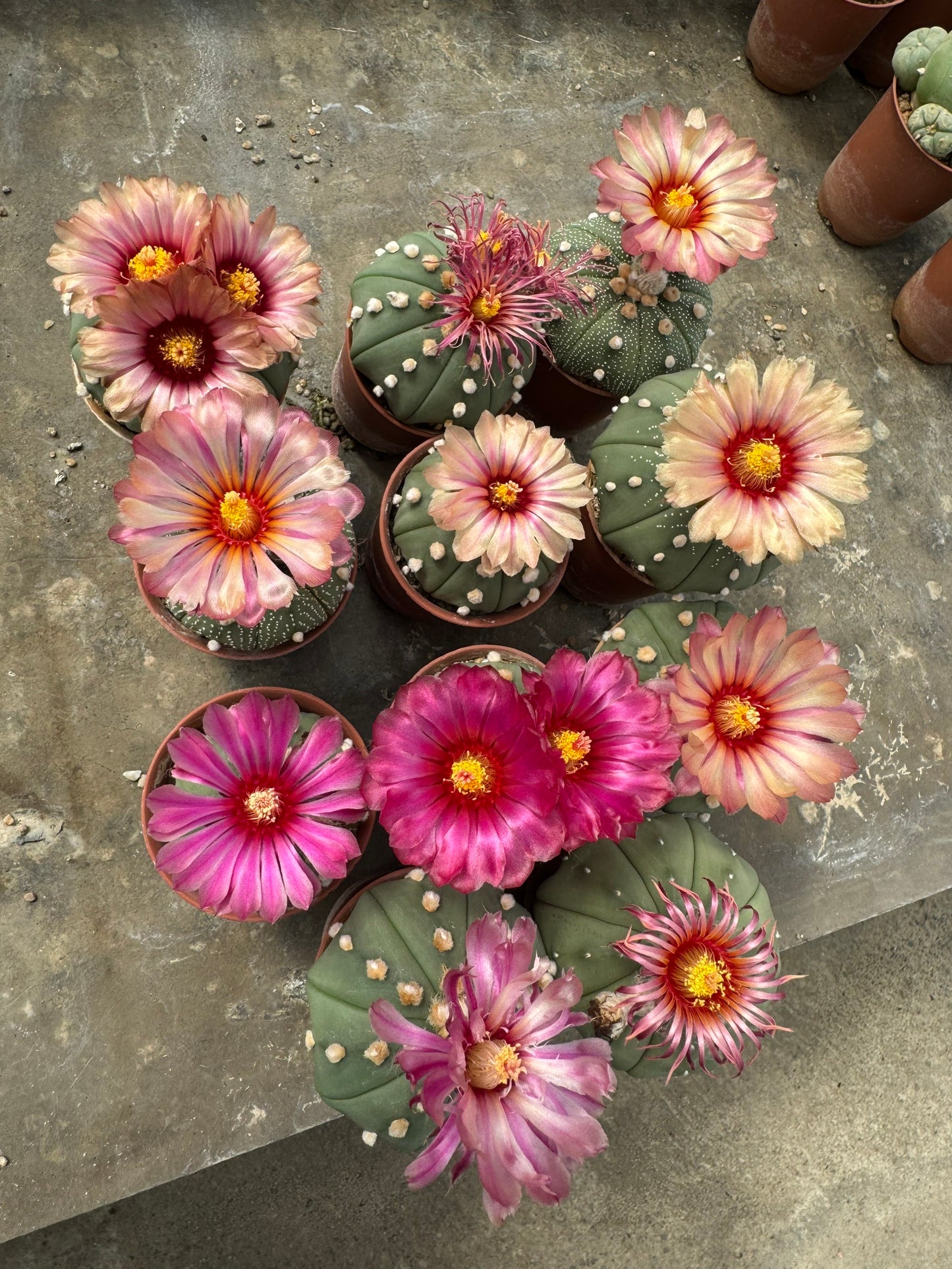 Rare Astrophytum Asterias Star Cactus | Multi-Color Bloom Set (11 Plants in 2-Inch Pots)