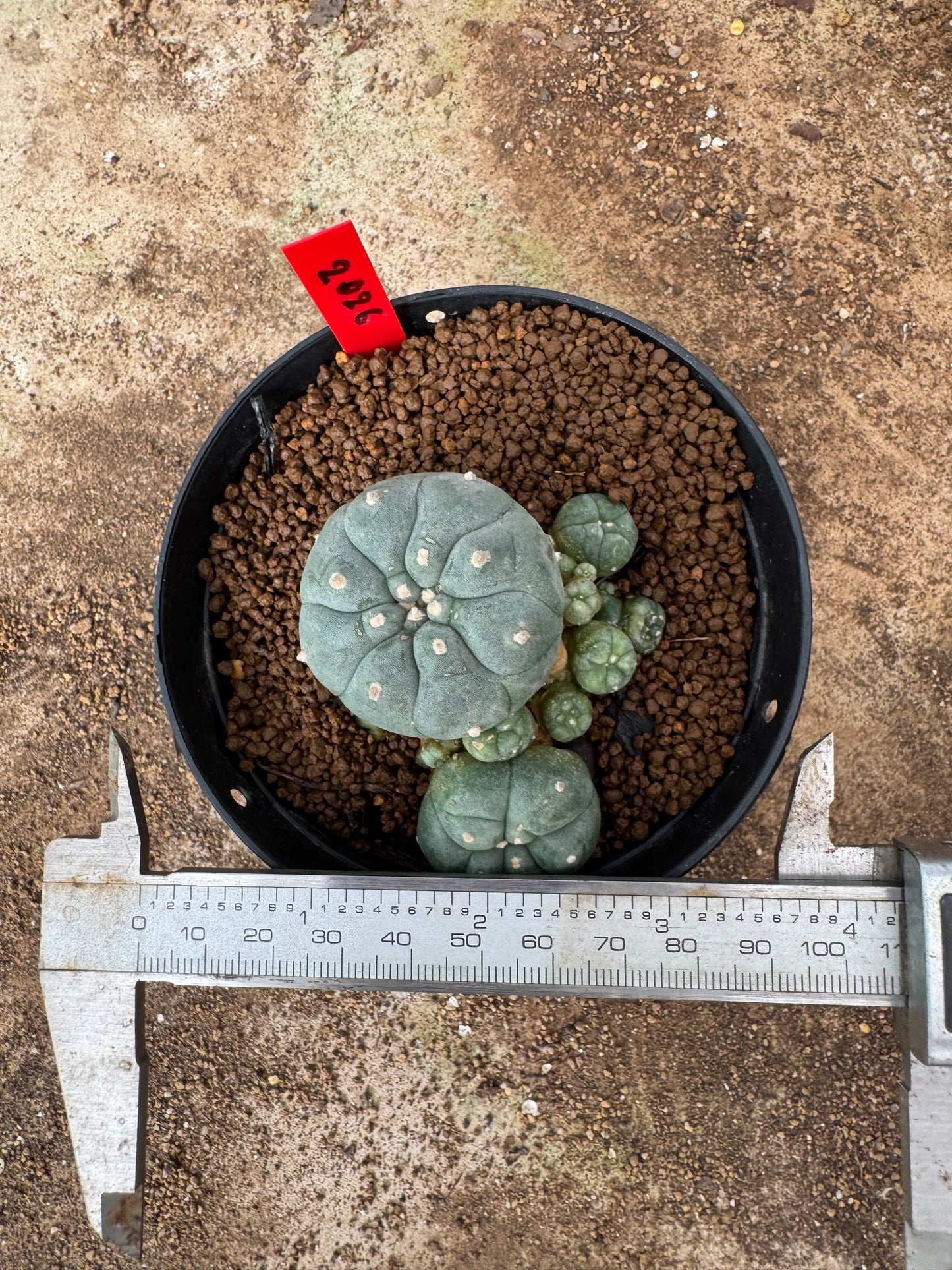 Lophophora williamsii – Peyote Cactus (6–7 cm, Own Root)