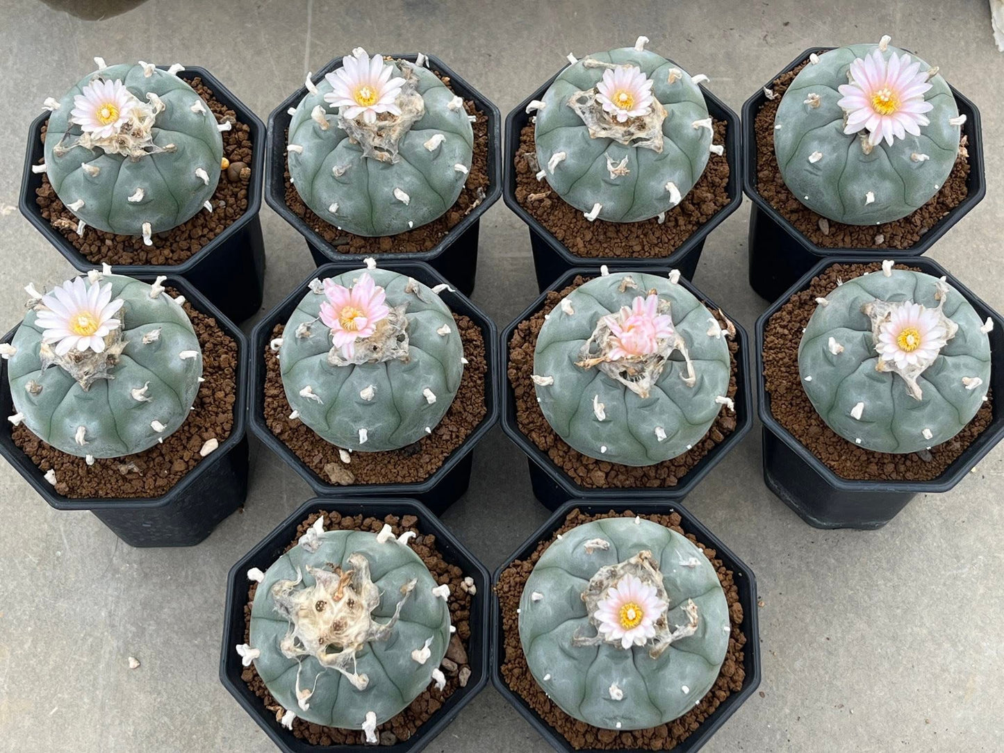 10 x Lophophora Williamsii size 6-7 cm own root