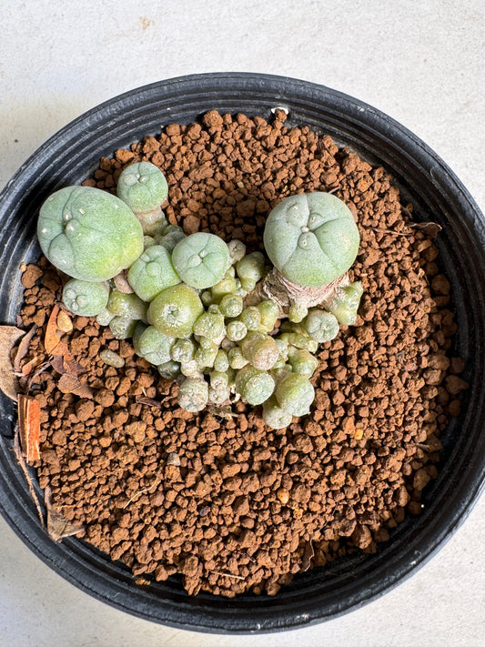 Lophophora williamsii – Peyote Cactus (6–7 cm, Own Root)