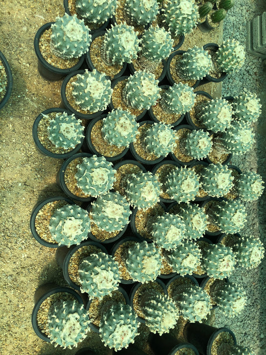 150 x Seeds Lophophora williamsii