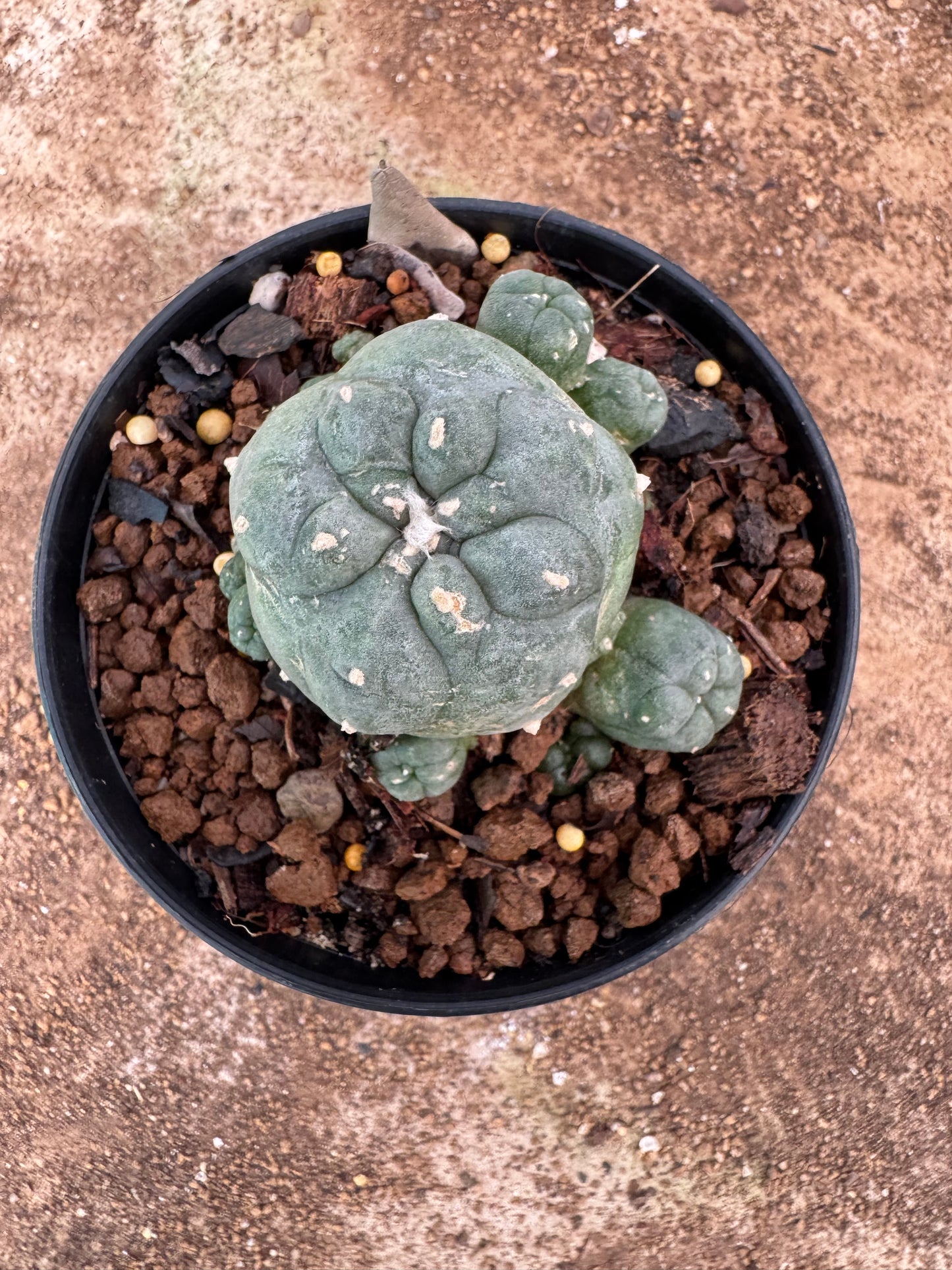 Lophophora williamsii – Peyote Cactus (6–7 cm, Own Root)