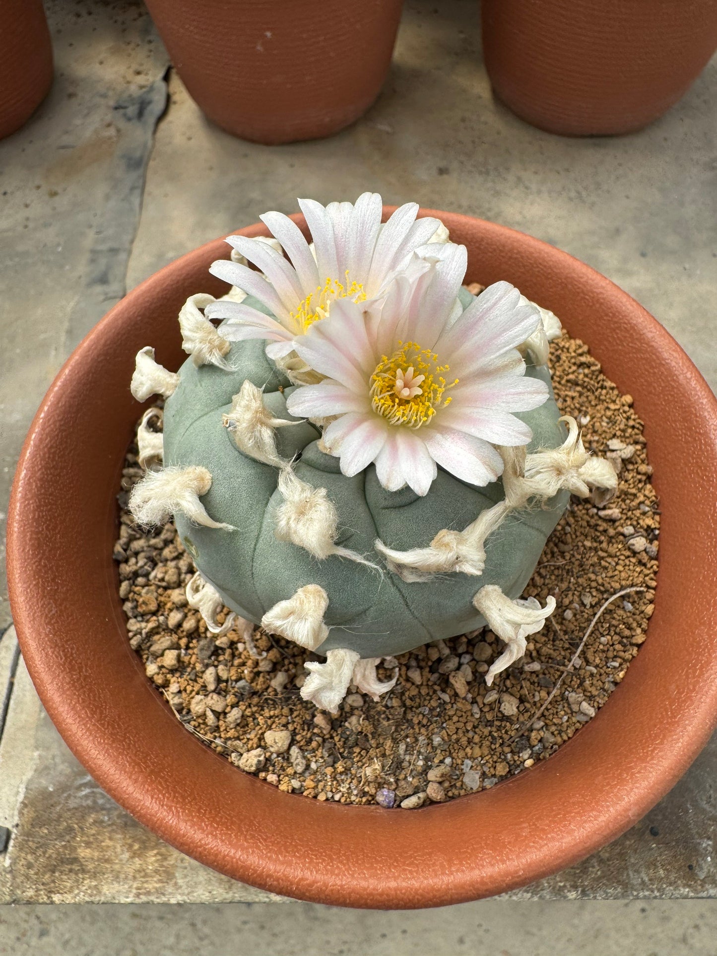 Rare Seed-Grown Lophophora williamsii | Premium Established Seedling (Own Roots)