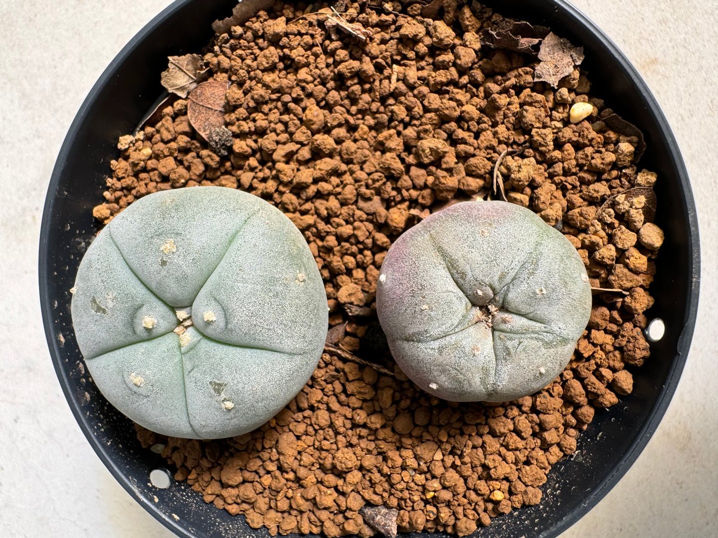 Lophophora williamsii – Peyote Cactus (6–7 cm, Own Root)