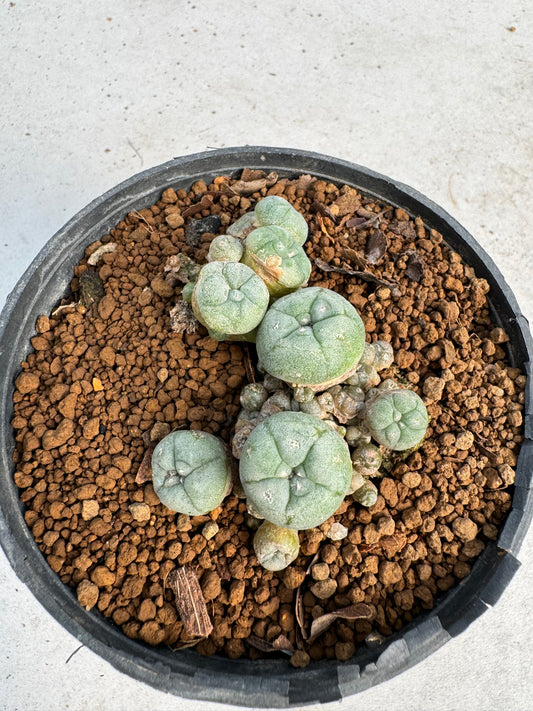 Lophophora williamsii – Peyote Cactus (6–7 cm, Own Root)