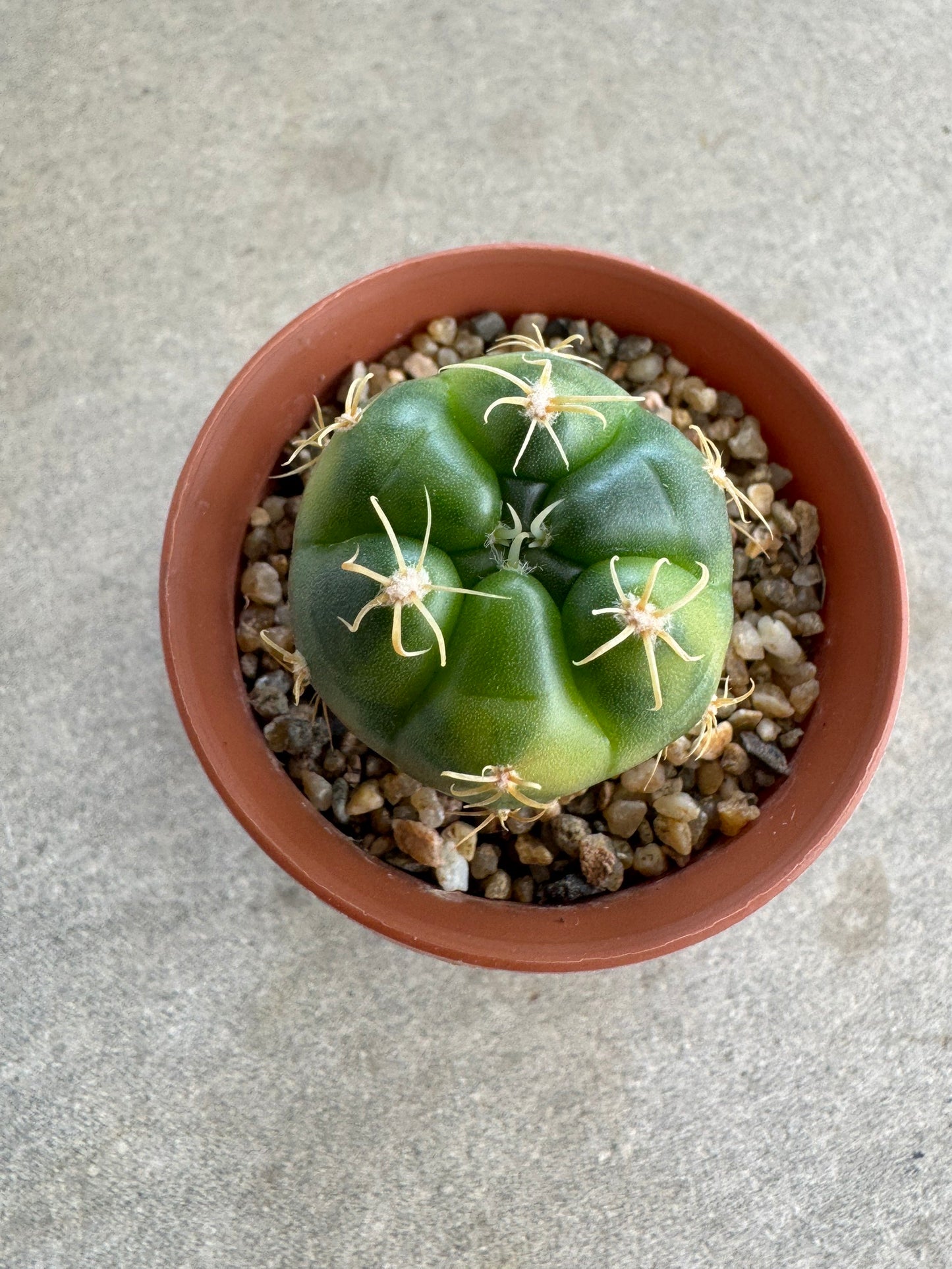 Rare Gymnocalycium denudatum 'Kiomaru' Variegated | Premium Collector's Cactus size 3-4 cm