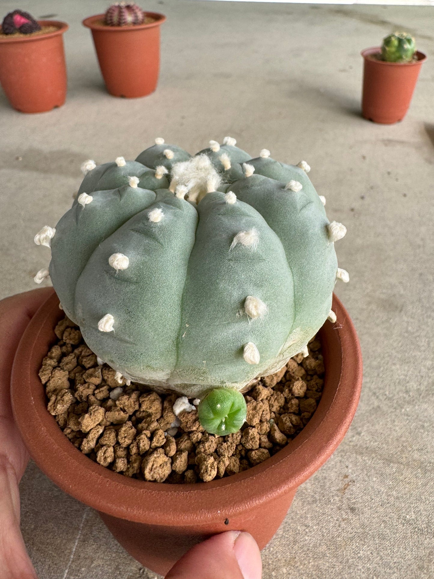 Lophophora williamsii v. texana (Seed-Grown) – Authentic Star Cactus
