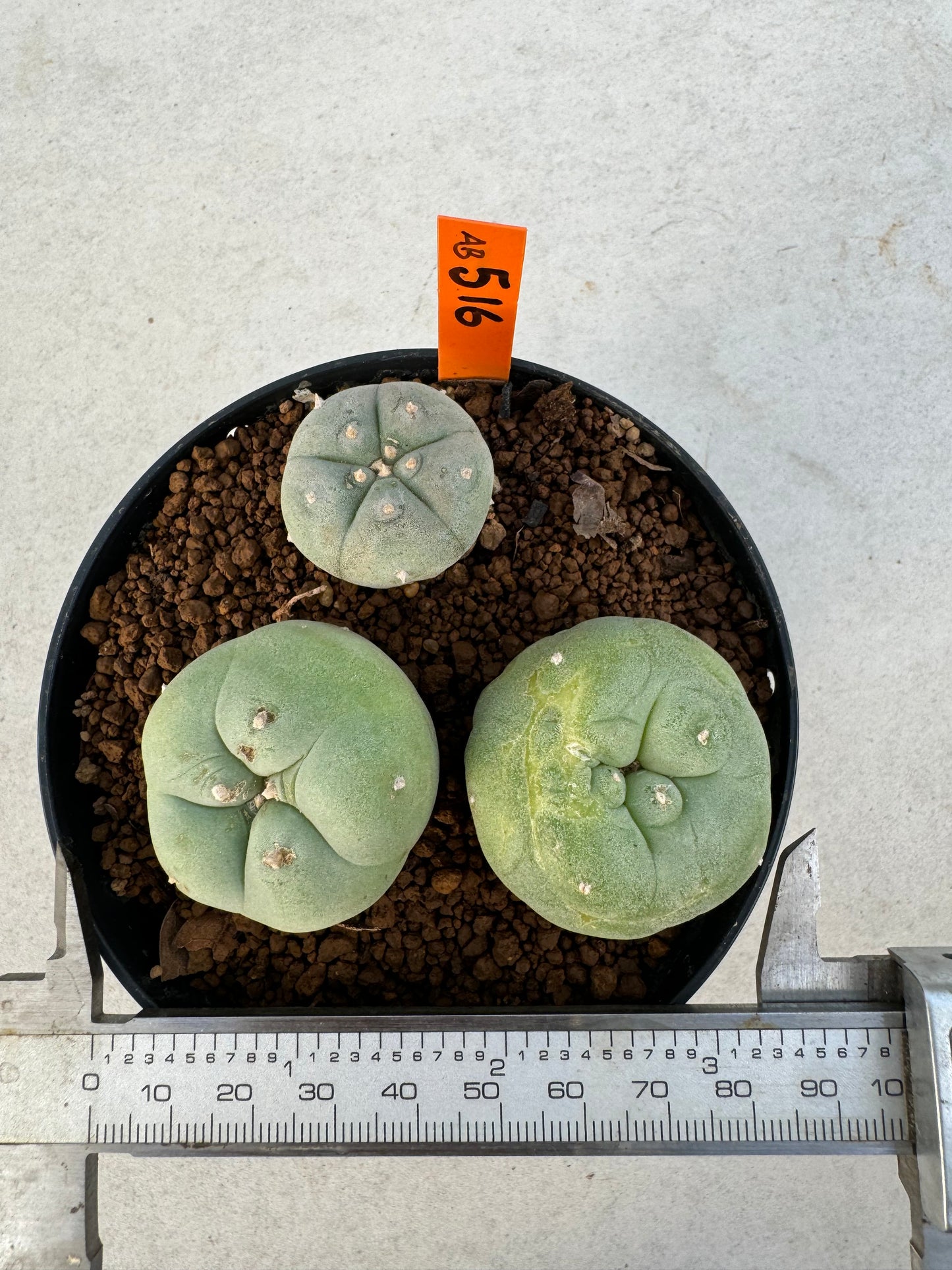 Lophophora diffusa – Cactus (3-3.5 cm, Own Root)