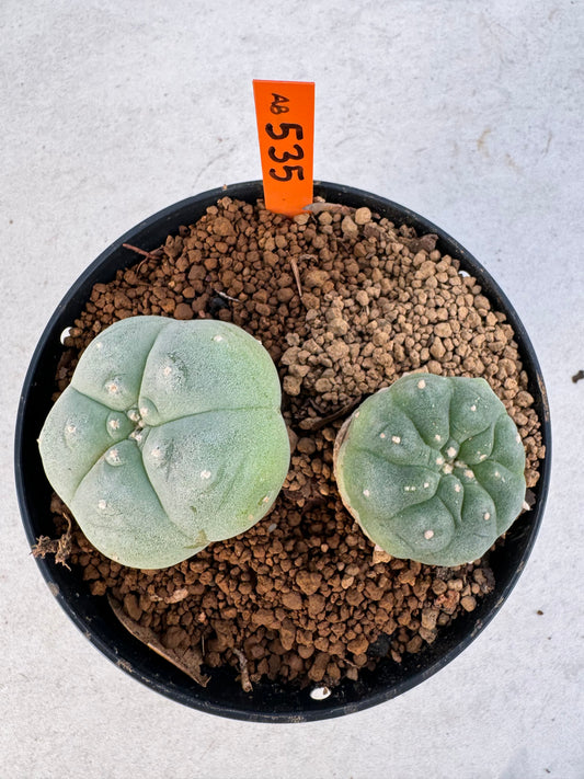 Lophophora williamsii – Peyote Cactus (6–7 cm, Own Root)
