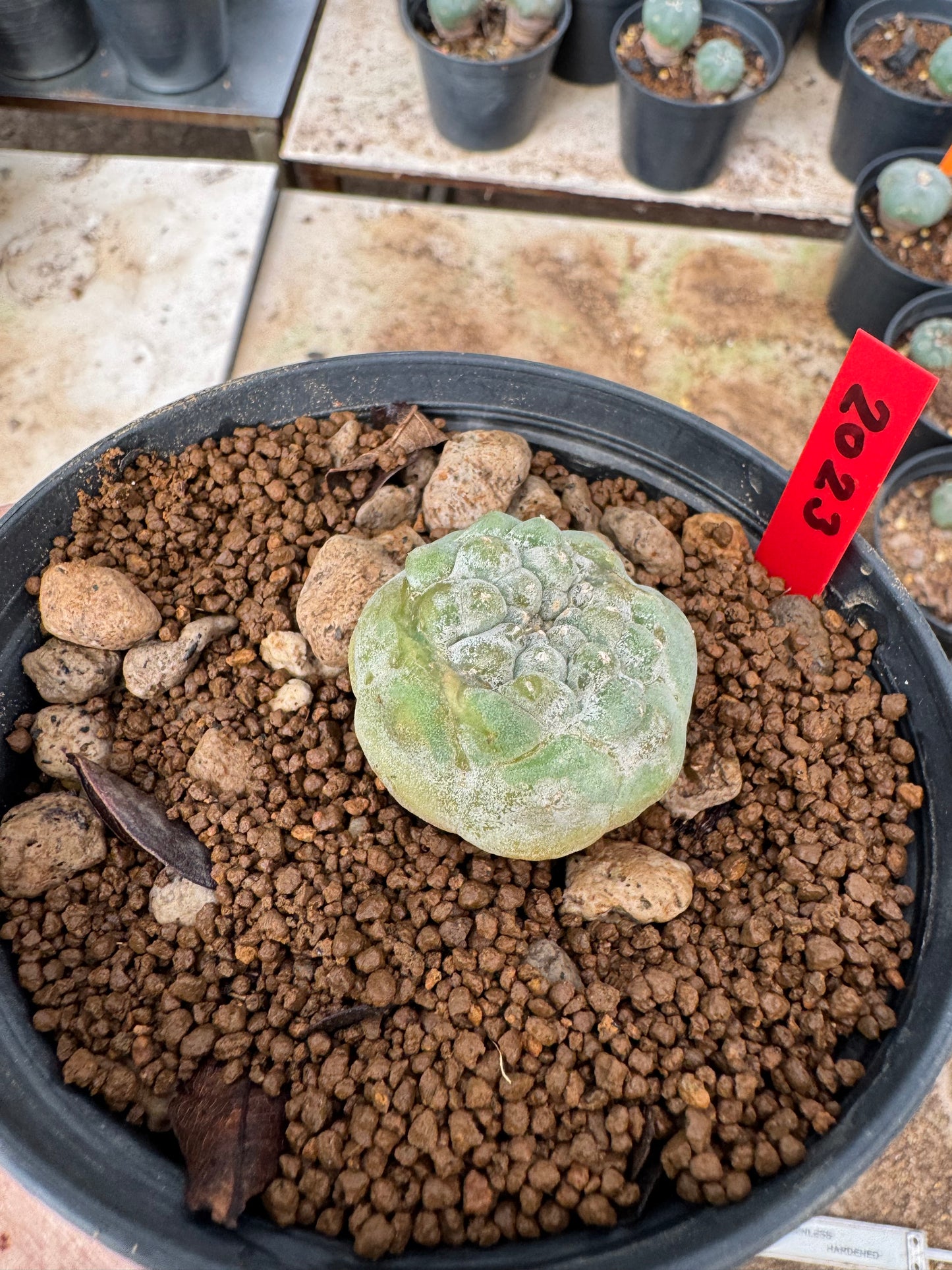 Lophophora williamsii – Peyote Cactus (6–7 cm, Own Root)