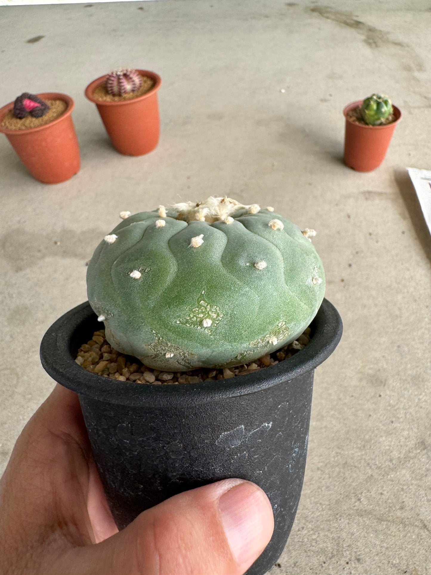 Lophophora fricii 'Multi-Ribs Clone' (Rooted Offshoot) – Premium Form
