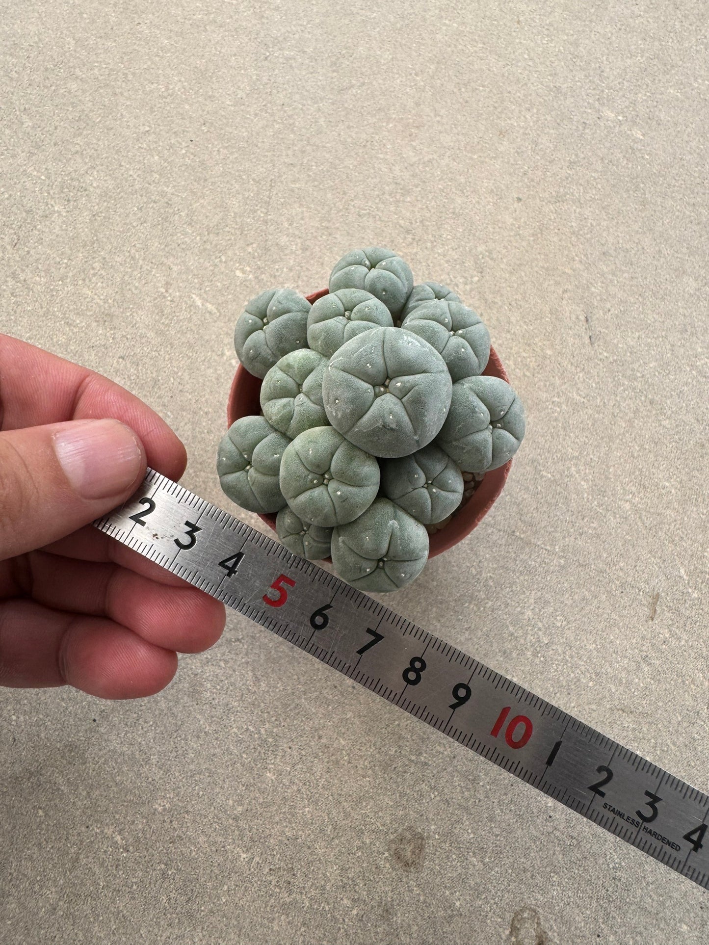 Aesthetic Lophophora williamsii f. caespitosa (Seed-Grown) – Perfect Form