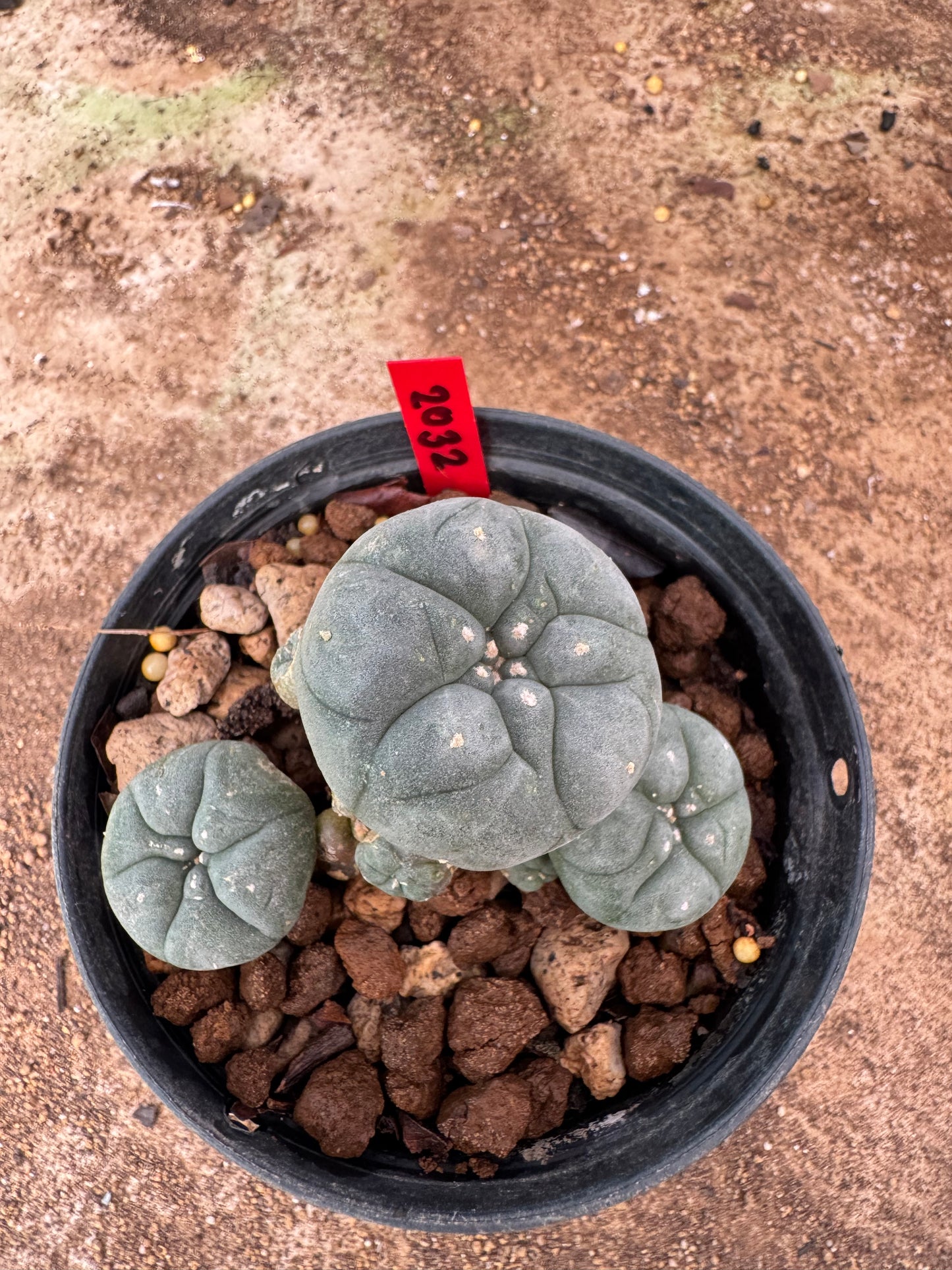 Lophophora williamsii – Peyote Cactus (4-6 cm, Own Root)
