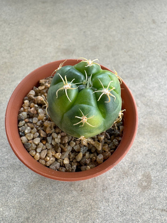 Rare Gymnocalycium denudatum 'Kiomaru' Variegated | Premium Collector's Cactus size 3-4 cm