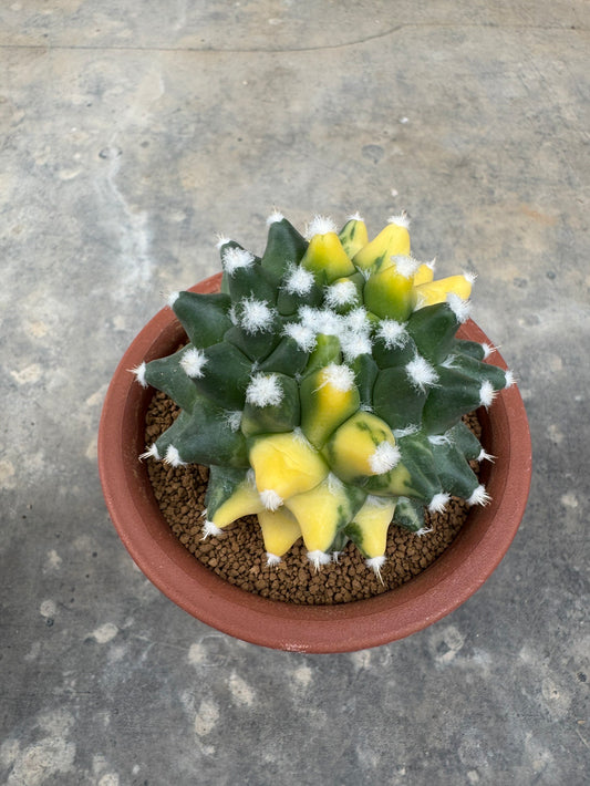 Stunning Mammillaria 'Eurzamu' | Established Rooted Offshoot