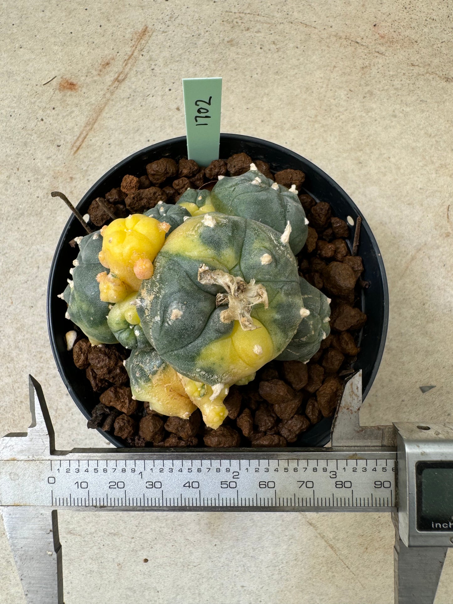 Lophophora williamsii variegata – Peyote Cactus (6–7 cm, Own Root)