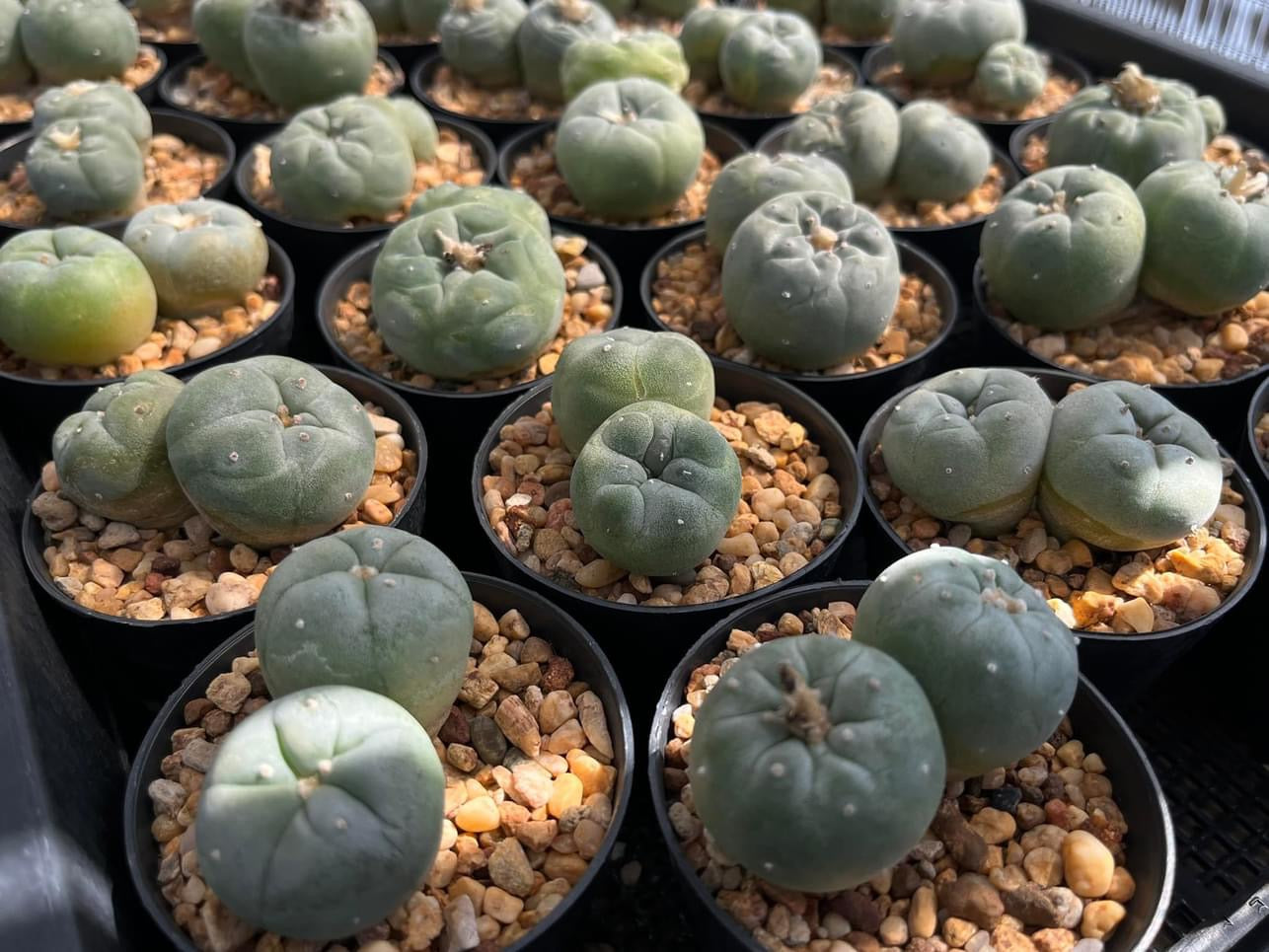 Lophophora fricii twin size 4-5 cm ownroot 30 pcs – sandbridgefarm