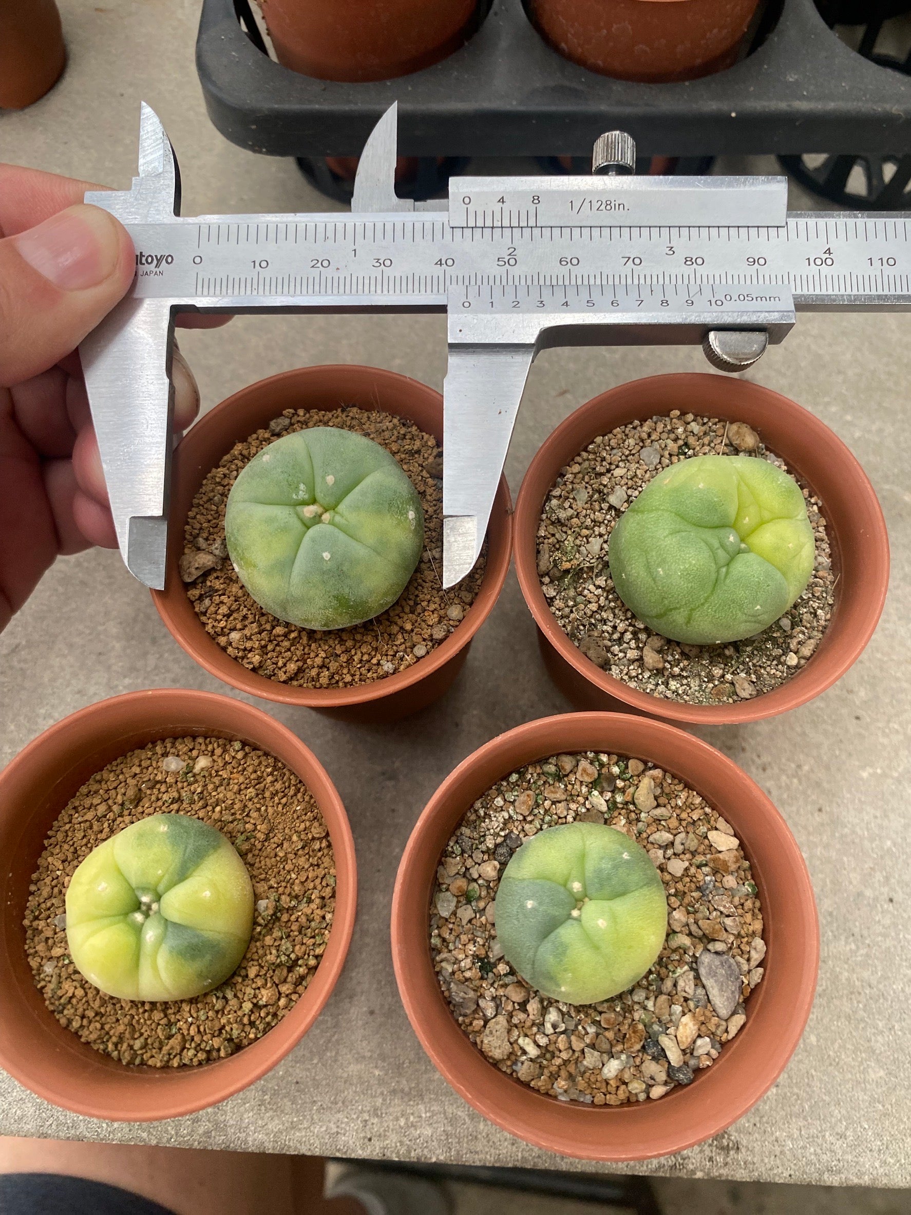 Cactusプロフィ必読 IMG-6988.jpg?v=1748176546