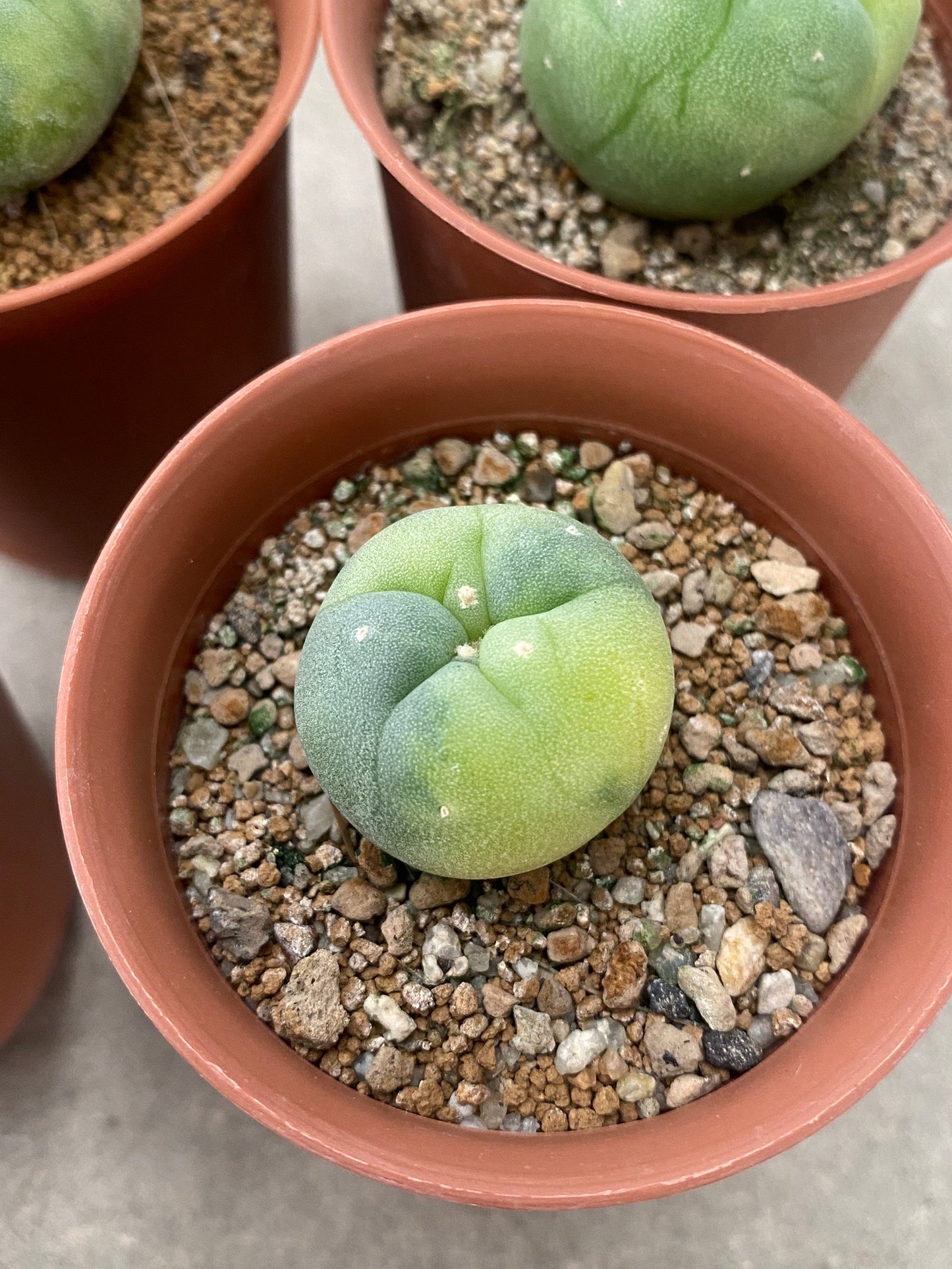 4 x Lophophora Fricii Variegata – Cactus (3-4 cm, Own Root) Grow from seed